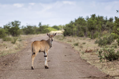 Side view of deer standing on road