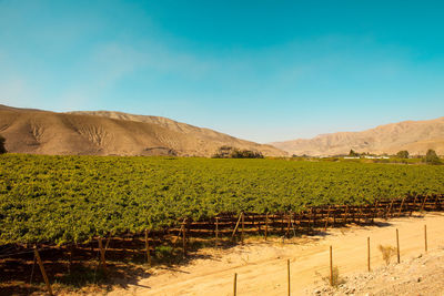 Scenic view of vineyard against sky