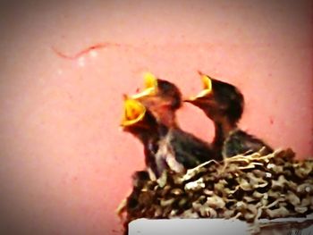 Close-up of a bird