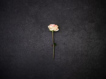 Close-up of wilted rose against black background
