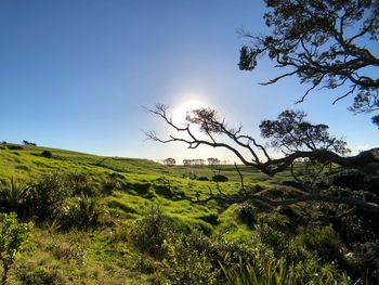 Scenic view of field against clear sky