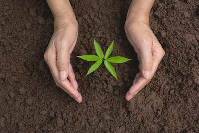 Low section of person holding leaf