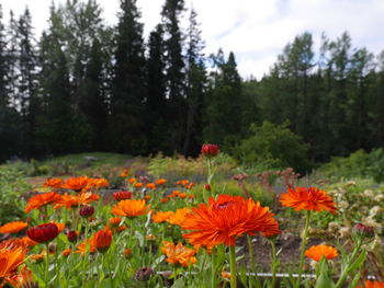 Close-up of poppy flowers blooming on field