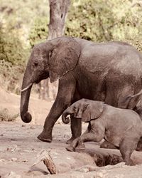 View of elephant drinking water