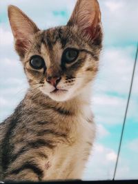 Close-up portrait of a cat