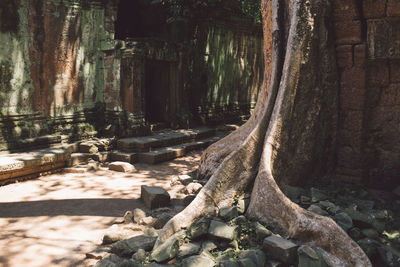 View of trees in forest