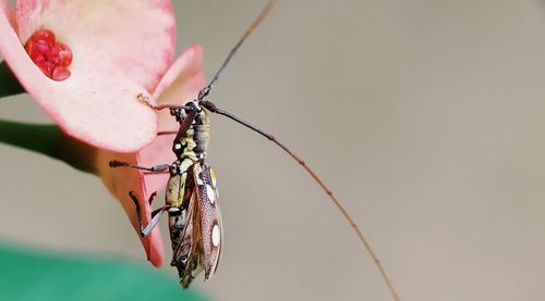 Close-up of insect