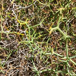 Full frame shot of plants growing on field
