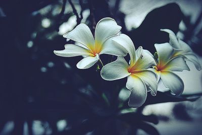 Close-up of flower