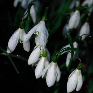 Close-up of white flowers