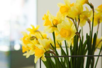 Close-up of yellow flowers