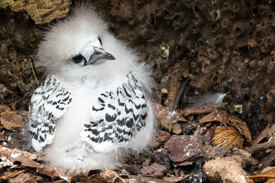 Close-up of birds