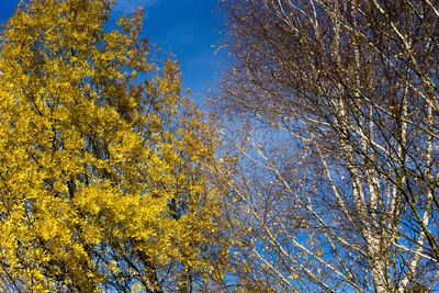 Close-up of tree against sky