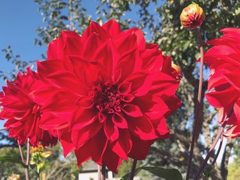 Close-up of red flowers blooming outdoors