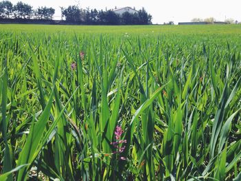 Scenic view of wheat field