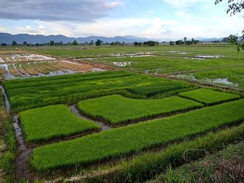 Scenic view of agricultural field against sky