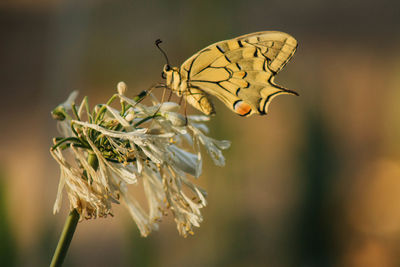 Close-up of butterfly pollinating on flower