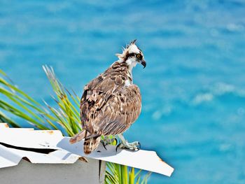 Bird perching on a branch