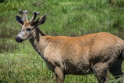 Marsh deer, bllastocerus dichotomus.