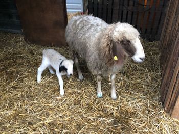 Sheep in a pen