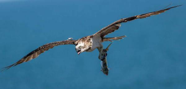 Low angle view of hawk flying against clear sky