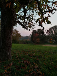 Trees on field against sky