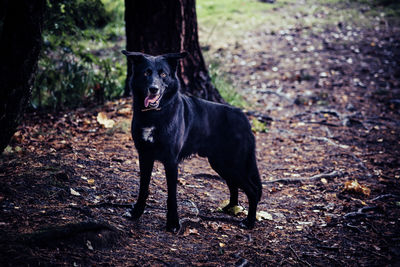 Portrait of black dog on field