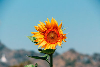 Close-up of sunflower against sky