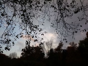 Low angle view of silhouette trees against sky