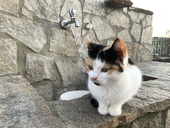 Cat sitting on wall