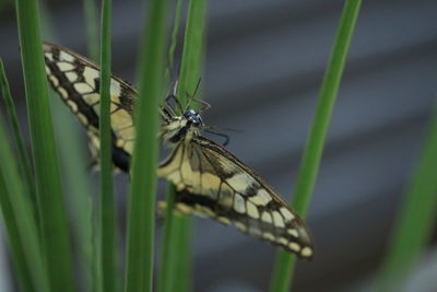 animal wildlife