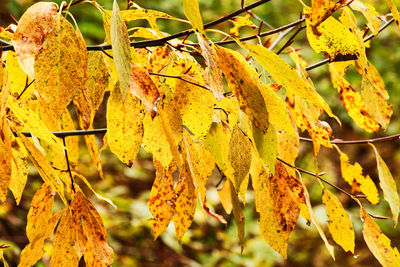 Low angle view of maple leaves on tree during autumn