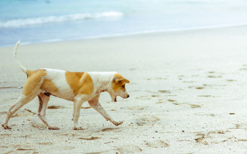 A happy puppy running on beach