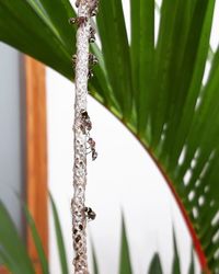 Close-up of insect on plant