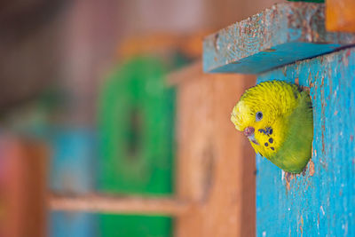 Tiny budgie parrot face or parakeet outside the door or entrance of a colorful wooden house