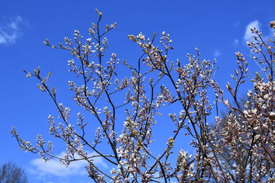 Low angle view of flowering tree against blue sky