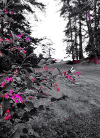 Pink flowering plants by trees against sky