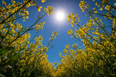 Low angle view of yellow flowers on sunny day