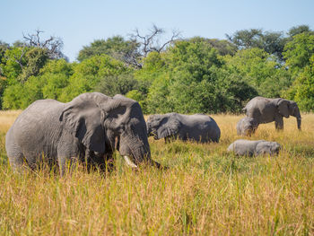 African elephant family grazing in high grass, moremi game reserver, botswana