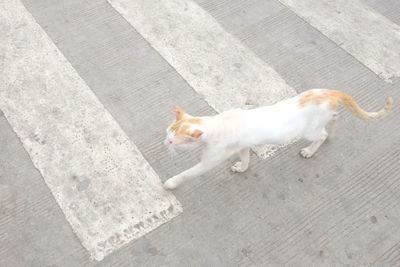 High angle view of cat walking on crosswalk