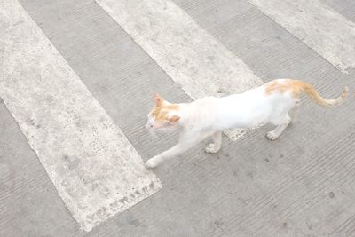 High angle view of dog on sidewalk