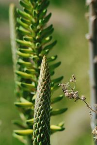 Close-up of pine cone