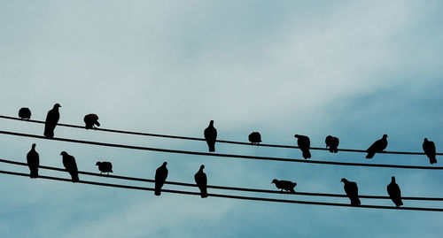 Low angle view of birds flying against sky