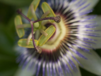 Close-up of purple flower