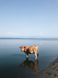 Photogenic cow