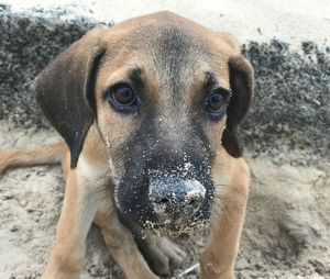 Close-up portrait of dog