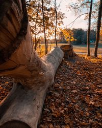 Sunlight falling on dirt road amidst trees during autumn
