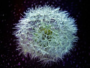 Close-up of succulent plant