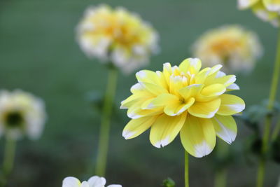 Close-up of yellow flowering plant on field