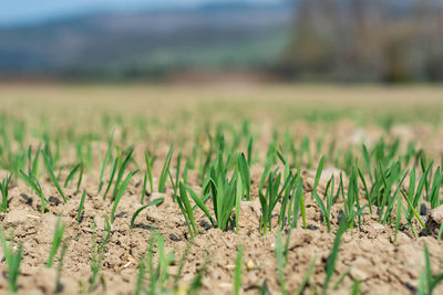 Surface level of corn field